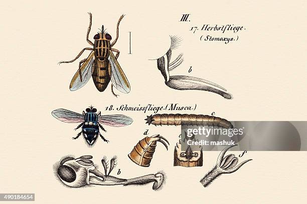 flies, 19 century science illustration - housefly stock illustrations