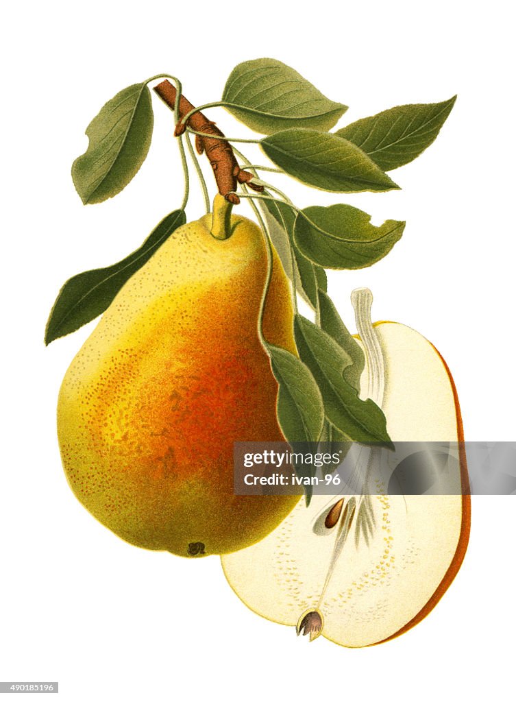 Pear