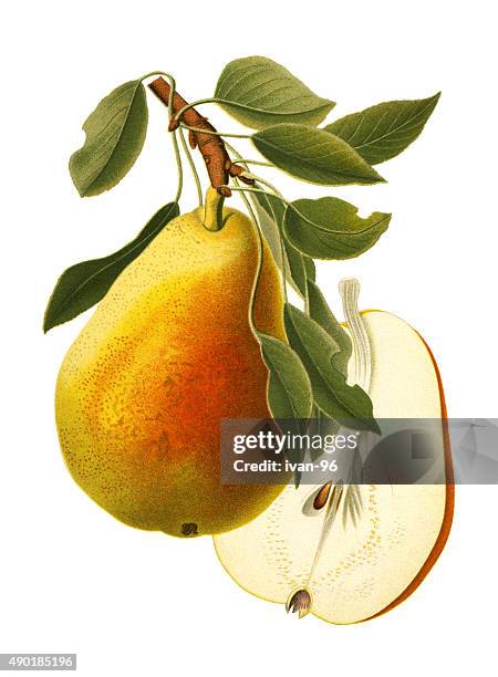pear - pear painting stock illustrations