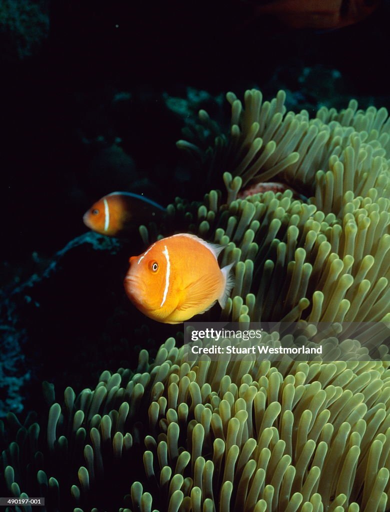 Anemone fish,Australia