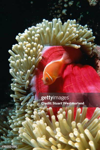 anemone fish amongst marine vegetation, australia - amphiprion akallopisos stock pictures, royalty-free photos & images