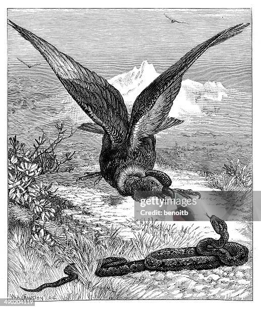 Condor Fighting Condor Art Photos and Premium High Res Pictures - Getty Images