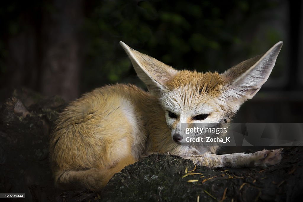 Desert fox