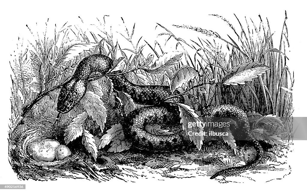 Antike illustration von grass snake oder rundherum snake (natrix natrix