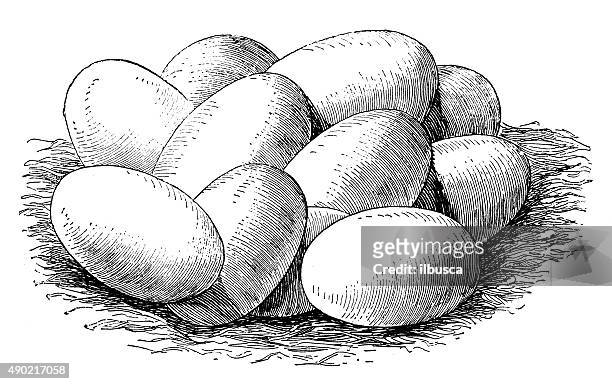 antique illustration of eggs of the common snake - naja stock illustrations