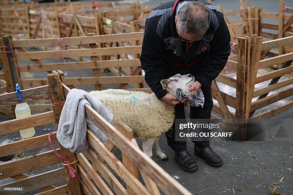 BRITAIN-LIFESTYLE-ANIMAL-SHEEP