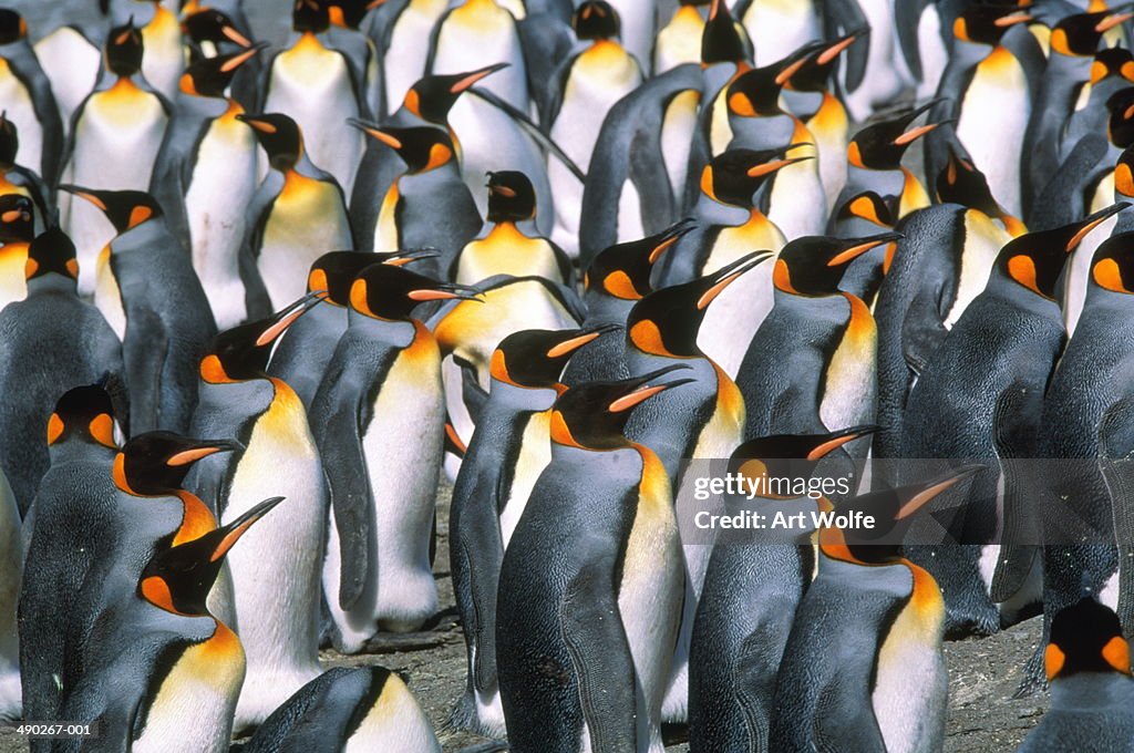 King penguin colony (Aptenodytes patagonicus), South Georgia