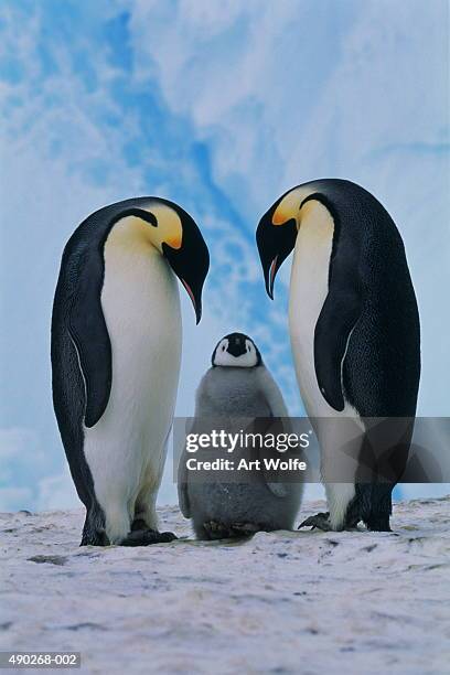 two emperor penguins (aptenodytes forsteri) beside chick, antarctica - animal family stock pictures, royalty-free photos & images