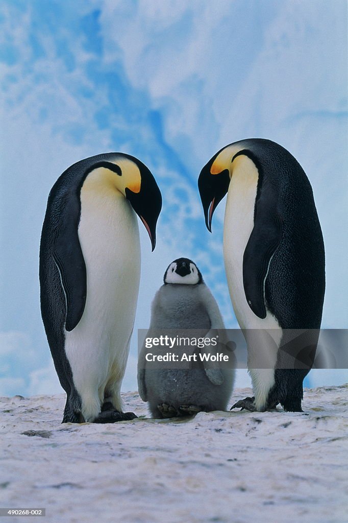 Two emperor penguins (Aptenodytes forsteri) beside chick, Antarctica