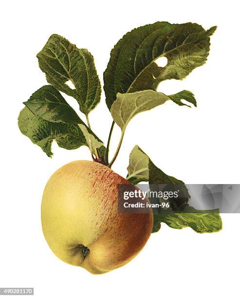 stockillustraties, clipart, cartoons en iconen met apple - stilleven