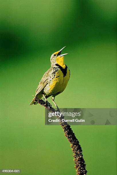 western meadowlark (sturnella neglecta) perched on branch, usa - pia - fotografias e filmes do acervo