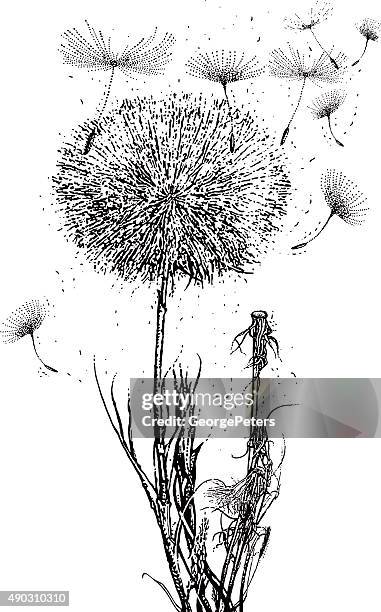 löwenzahn samen und wünsche wie auf einer warmen brise - löwenzahn-samen stock-grafiken, -clipart, -cartoons und -symbole