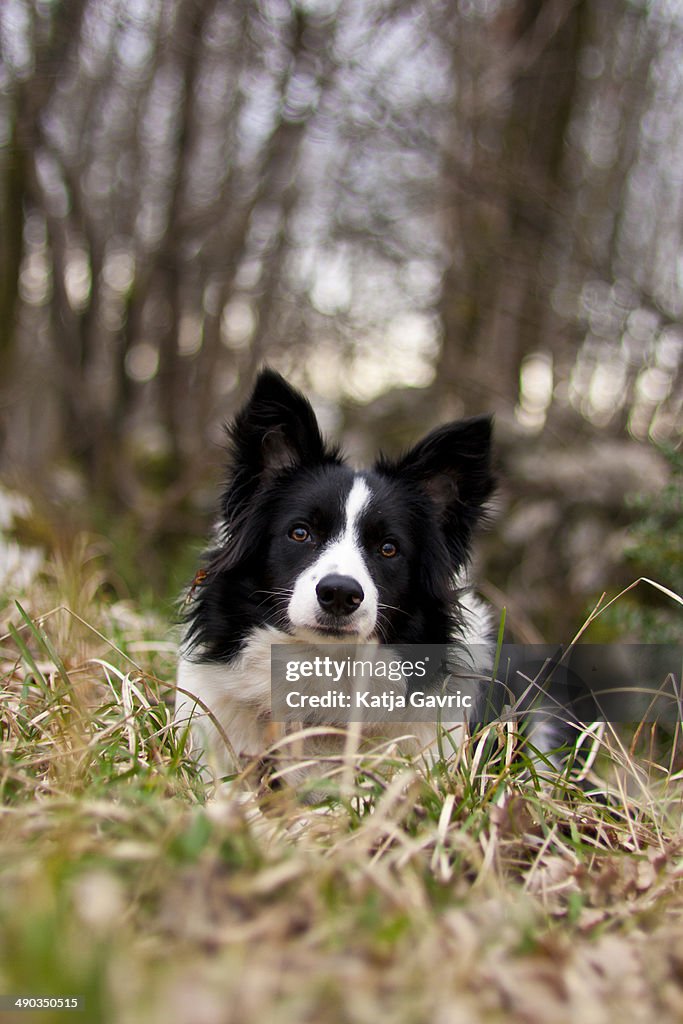Border collie lying down in a forest in winter