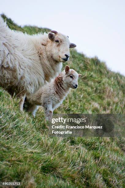 oveja con su cria - oveja stock-fotos und bilder