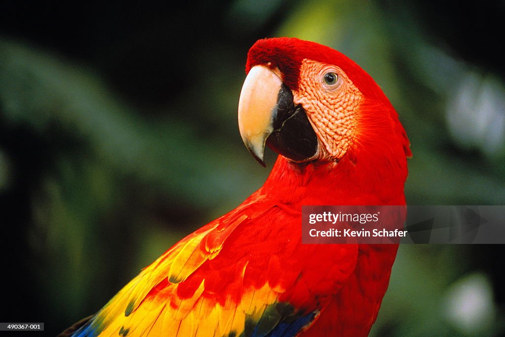 Scarlet macaw (Ara macao), Belize
