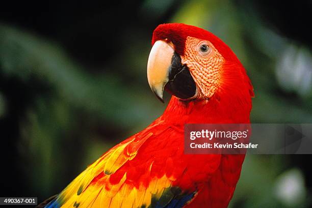 scarlet macaw (ara macao), belize - endangered species bird stock pictures, royalty-free photos & images