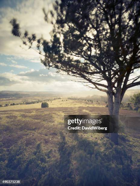 natures beauty, brösarp hills in sweden (xxxlarge) - skane stockfoto's en -beelden