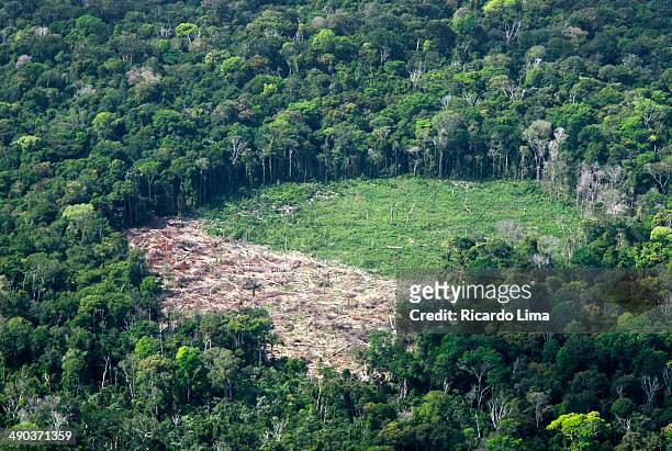 floresta amazônica - floresta tropical stock pictures, royalty-free photos & images