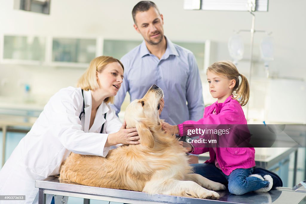 Veterinarian Examining Family Dog