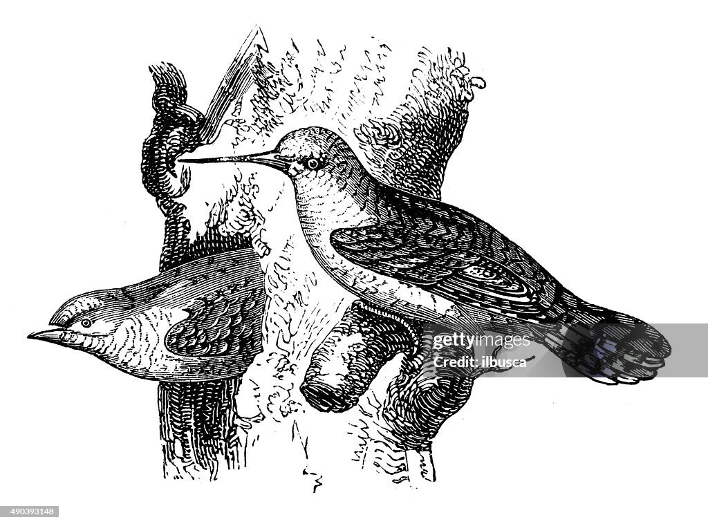 Antique illustration of two wrynecks (Jynx torquilla) on a tree