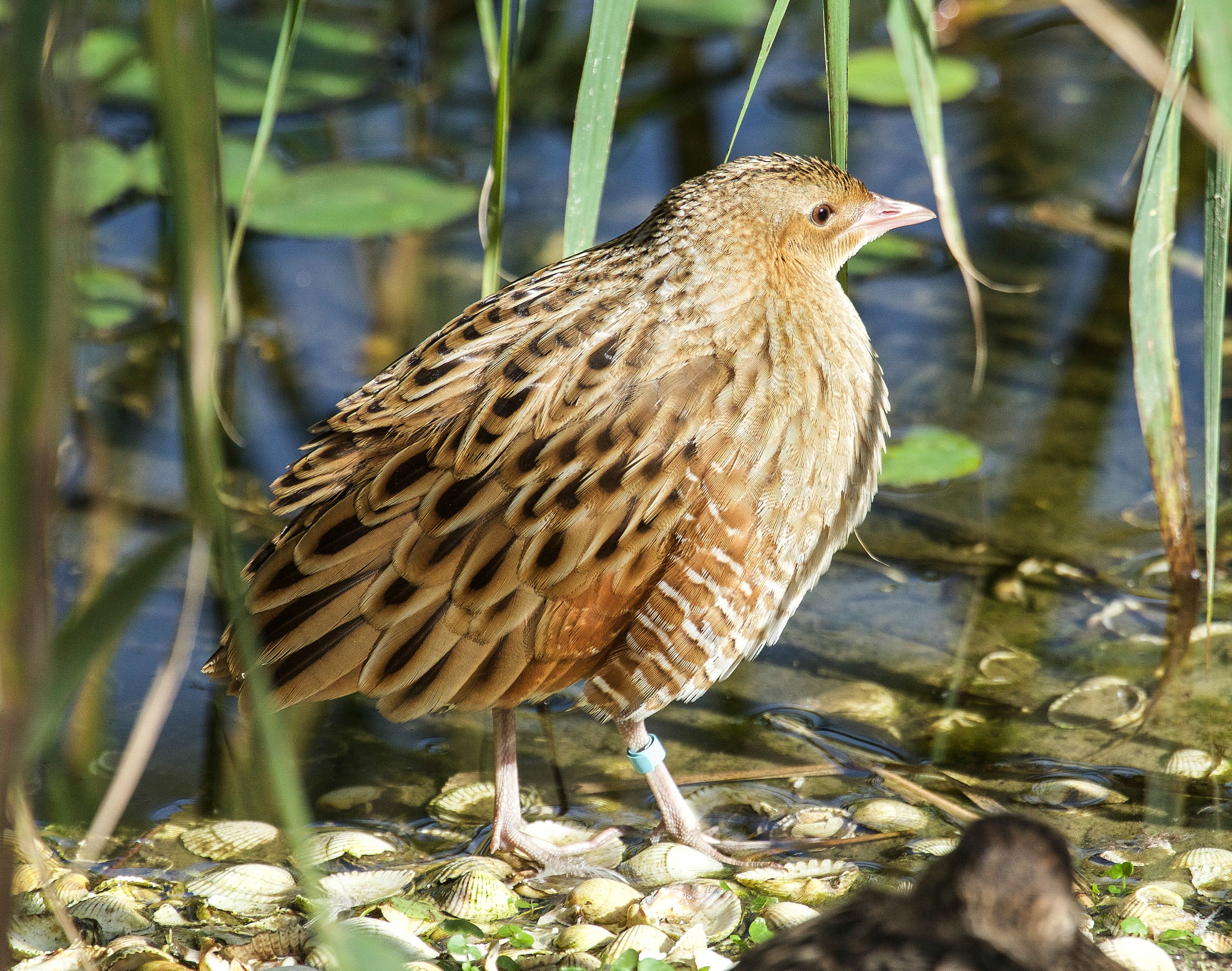Corncrake Corncrake