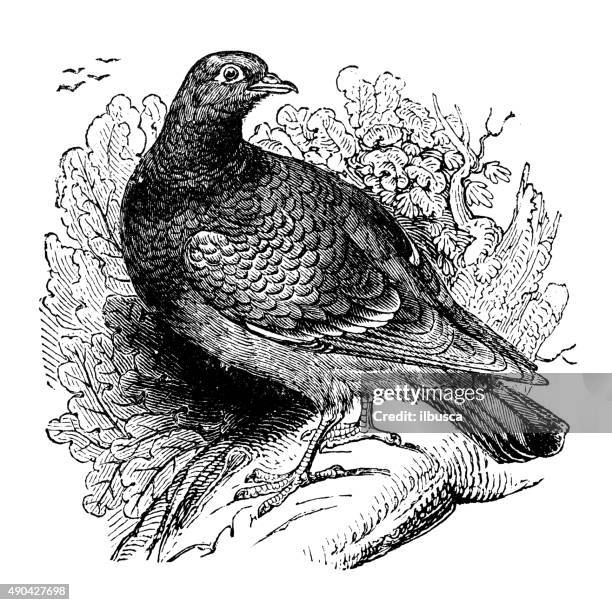 antique illustration of stock dove (columba oenas) - pigeon stock illustrations