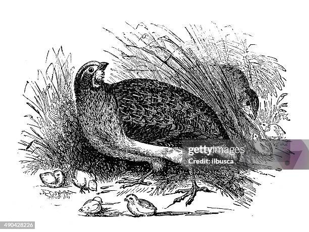 antique illustration of quail (coturnix coturnix) with its youngs - common quail stock illustrations
