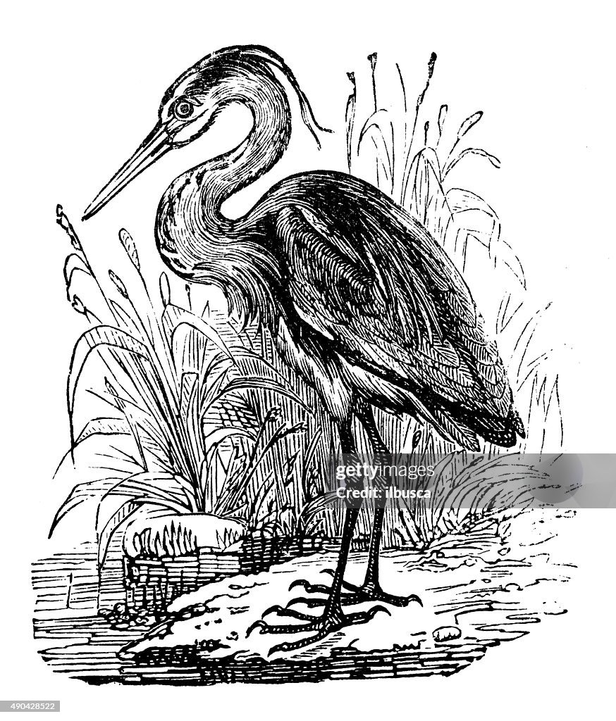 Antique illustration of a heron (Ardea) in its enviroment