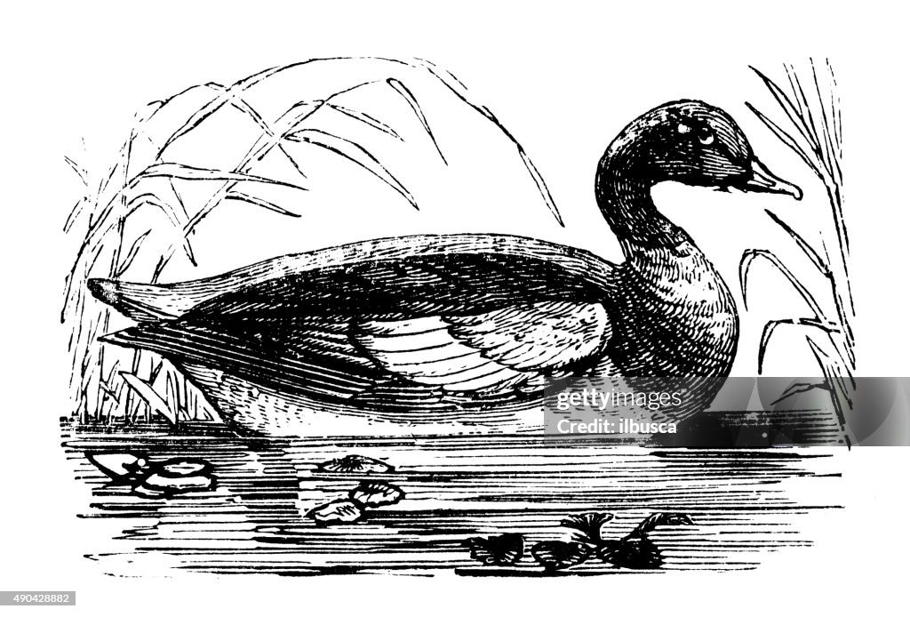 Antique illustration of male shelduck (Tadorna tadorna)