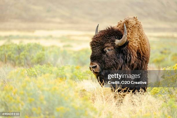 north bisonte americano - american bison foto e immagini stock