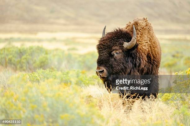 north american bison - noord amerika stockfoto's en -beelden