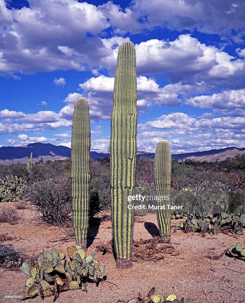 Saguaro National Park