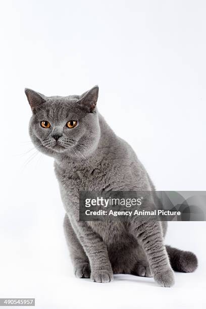 british shorthair cat - british shorthair cat stock pictures, royalty-free photos & images