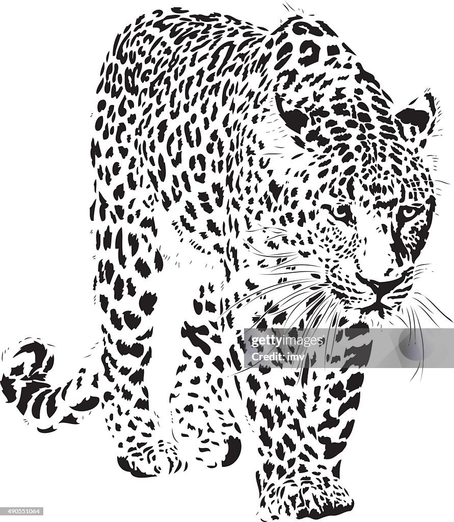 Leopard illustration (Panthera pardus)