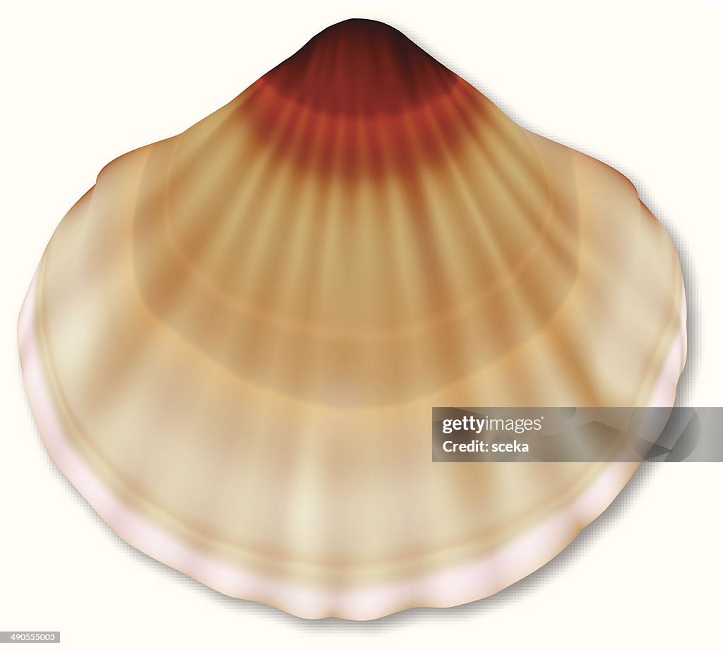 Shell High Resolution Sea Shell High-Res Vector Graphic - Getty Images