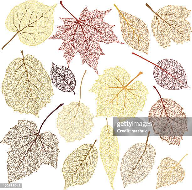 autumn leaves with streak - beech tree stock illustrations
