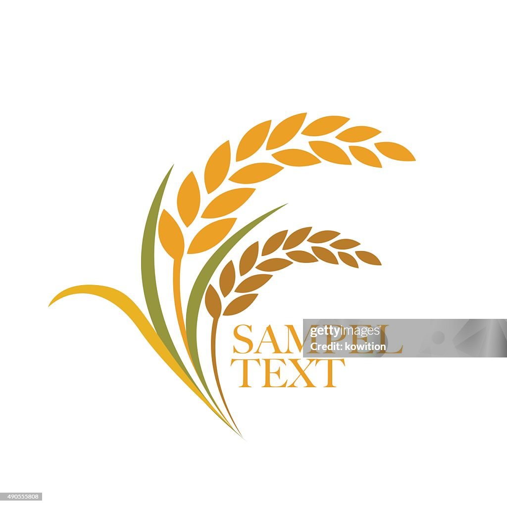 Indian Rice Vector Rice Vector High-Res Vector Graphic - Getty Images