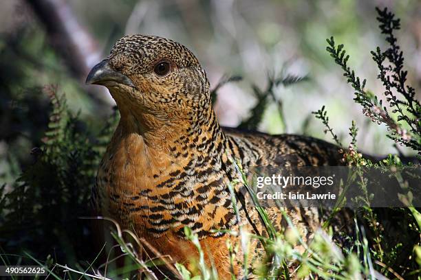 capercaillie, scotland - tetrao urogallus stock pictures, royalty-free photos & images