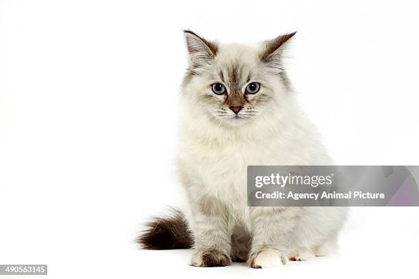 neva masquerade - siberian cat stock pictures, royalty-free photos & images