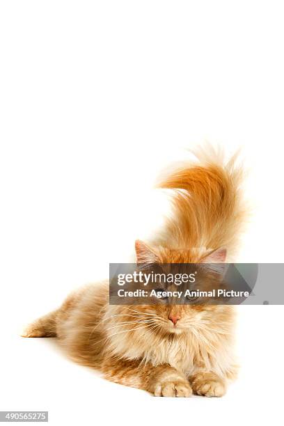 norwegian forest cat - norwegian forest cat stock pictures, royalty-free photos & images