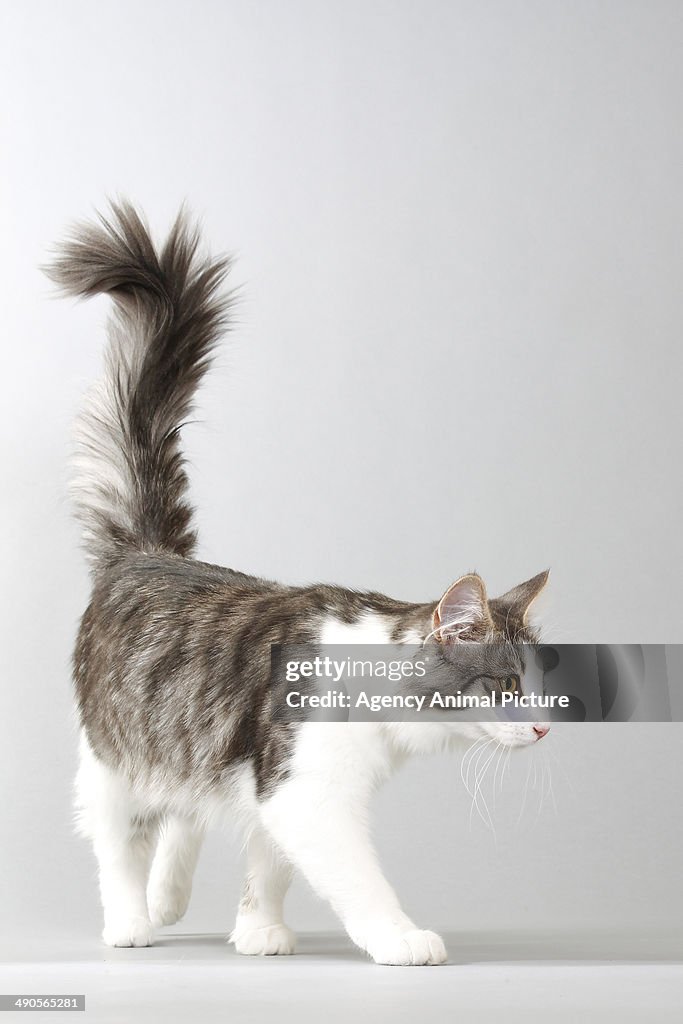 Norwegian forest cat