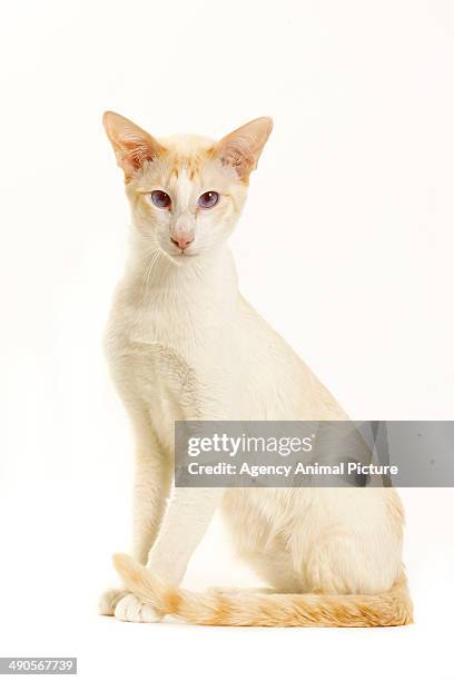 cream colored cat