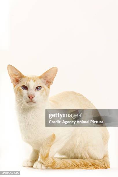 oriental shorthair - cat with cream stockfoto's en -beelden
