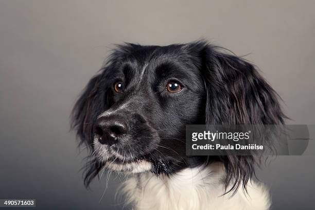 studio dog - english springer spaniel stockfoto's en -beelden