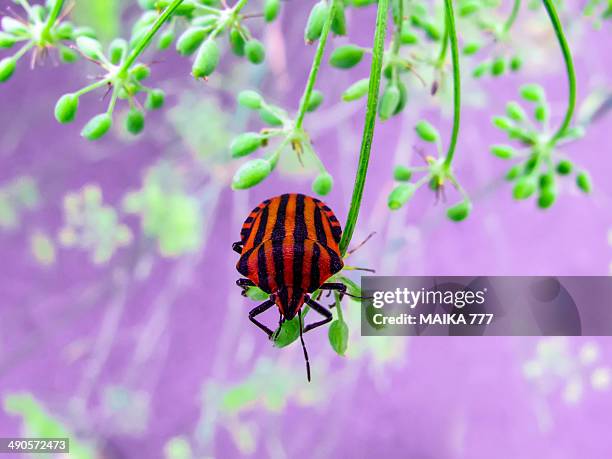 Line Insect Red 156 Striped Stink Bug Stock Photos, High-Res Pictures, and Images ...