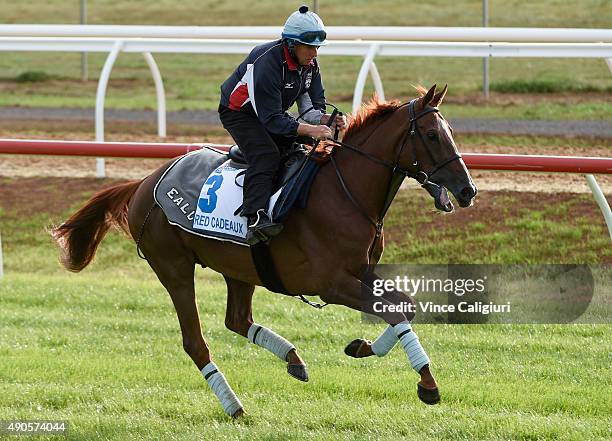 Steve Nicholson riding Red Cadeaux of Great Britain during a trackwork session at Werribee Racecourse on September 30, 2015 in Melbourne, Australia.