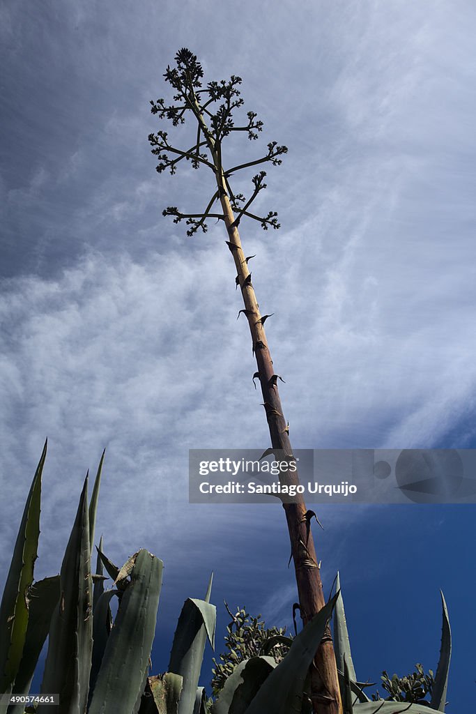 Agave flower spike against the sky