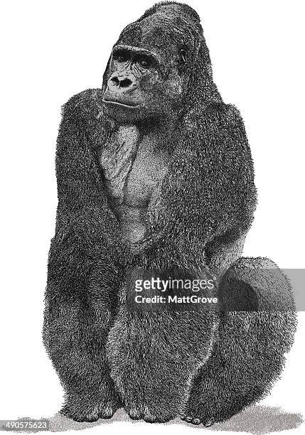 gorilla - silverback gorilla stock illustrations