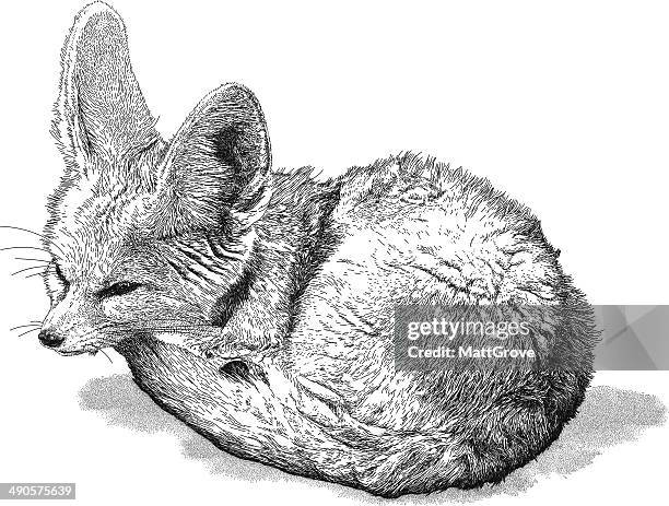 long-eared fox - fennec 幅插畫檔、美工圖案、卡通及圖標