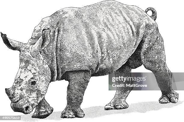 baby rhino - rhinoceros vector stock illustrations